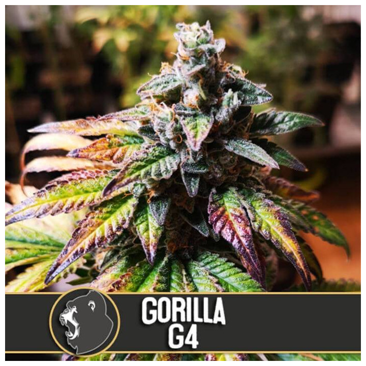 Gelato (Blimburn Seeds)
