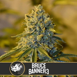 Bruce Banner 3 (Blimburn Seeds)