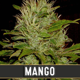 Mango (Blimburn Seeds)
