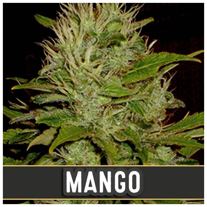 Mango (Blimburn Seeds)