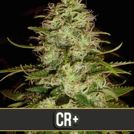 Mango (Blimburn Seeds)