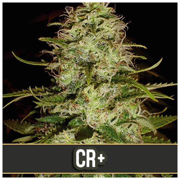 Mango (Blimburn Seeds)