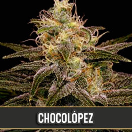 CR+ (Blimburn Seeds)