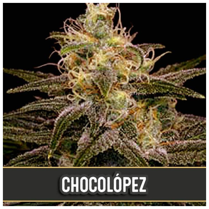 CR+ (Blimburn Seeds)