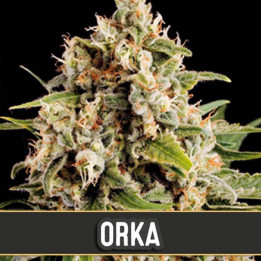Chocolópez (Blimburn Seeds)