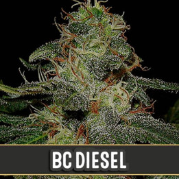 BC Diesel (Blimburn Seeds)