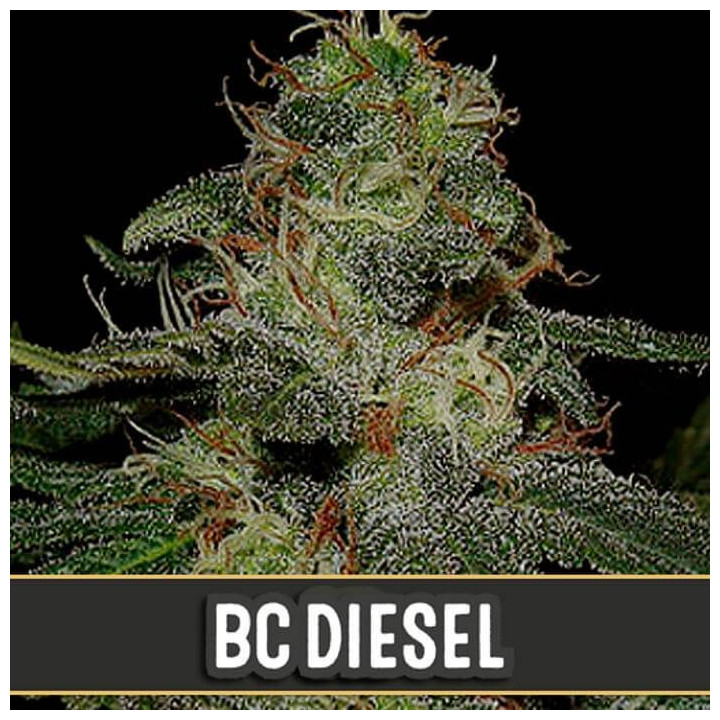 BC Diesel (Blimburn Seeds)