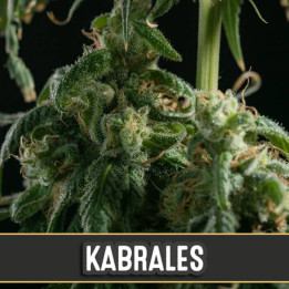 Kabrales (Blimburn Seeds)