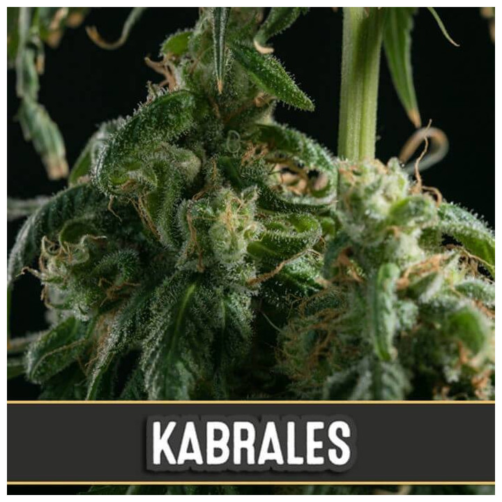 Kabrales (Blimburn Seeds)