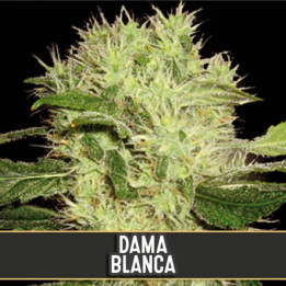 Kabrales (Blimburn Seeds)