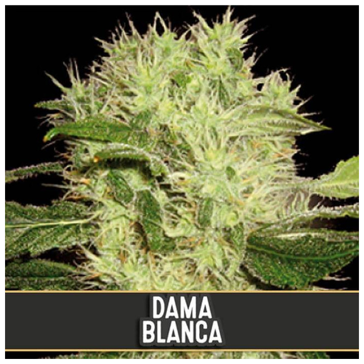 Kabrales (Blimburn Seeds)
