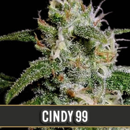 Dama Blanca (Blimburn Seeds)
