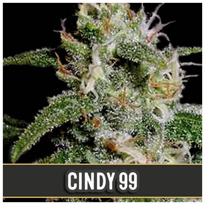 Dama Blanca (Blimburn Seeds)