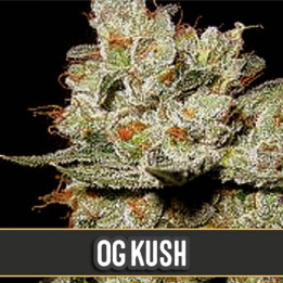 Cindy 99 (Blimburn Seeds)