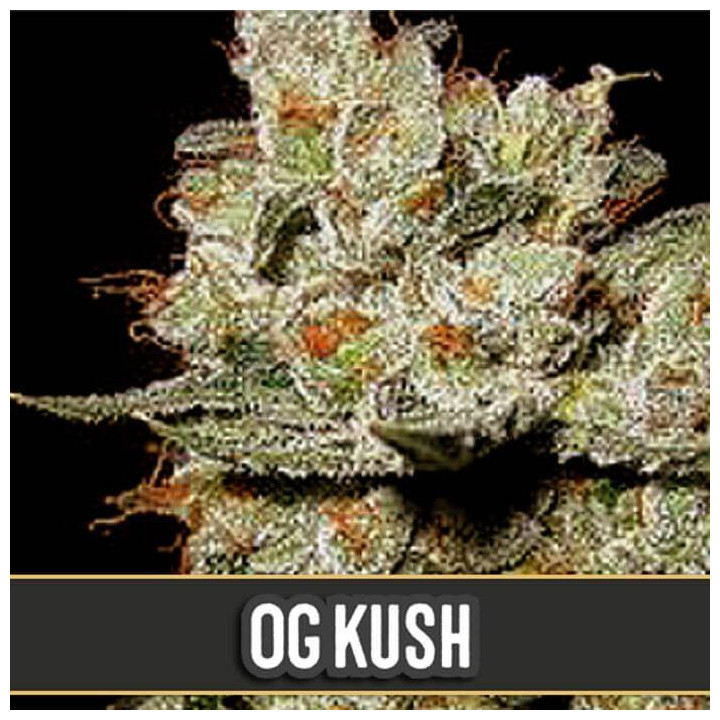 Cindy 99 (Blimburn Seeds)