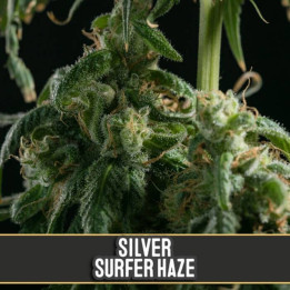 OG Kush (Blimburn Seeds)