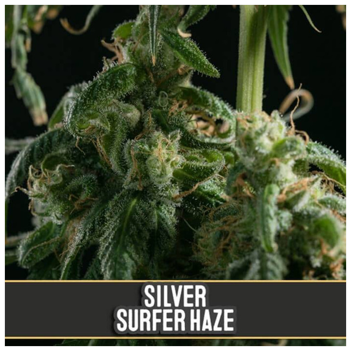 OG Kush (Blimburn Seeds)