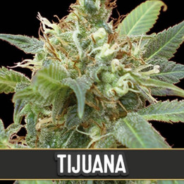 Tijuana (Blimburn Seeds)
