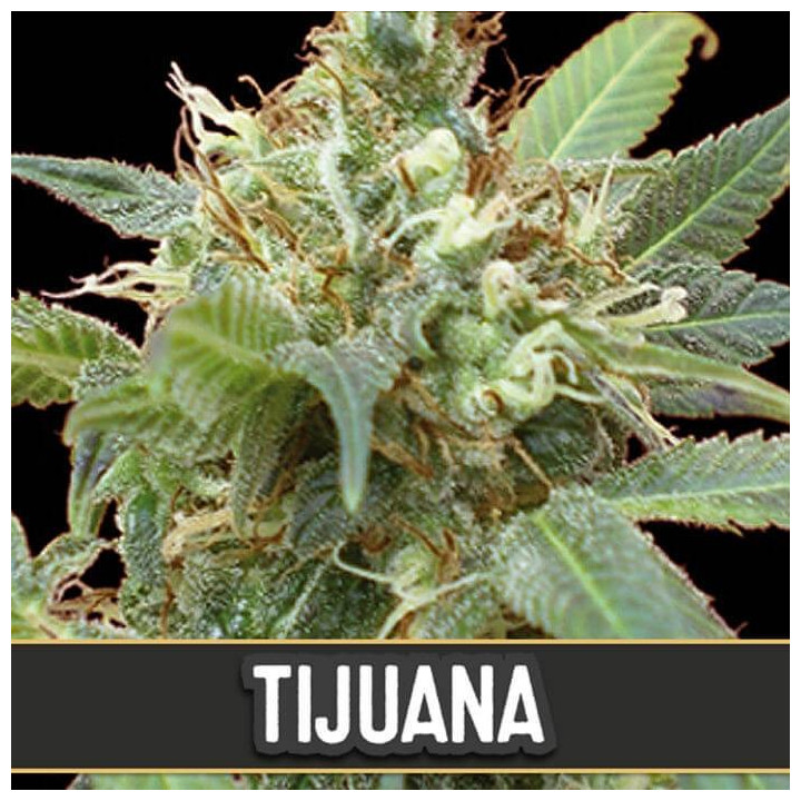 Tijuana (Blimburn Seeds)