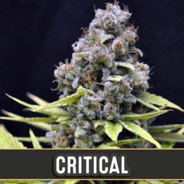 Critical Auto (Blimburn Seeds)