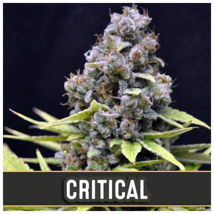 Critical Auto (Blimburn Seeds)