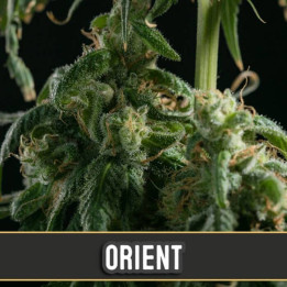 Critical Auto (Blimburn Seeds)
