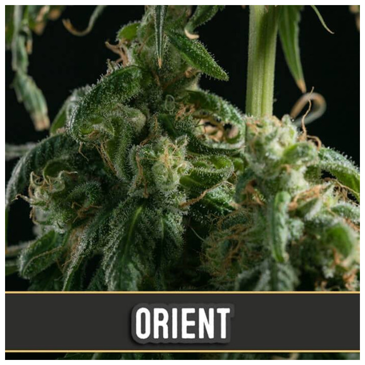 Critical Auto (Blimburn Seeds)