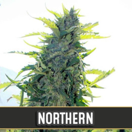 Kabrales Auto (Blimburn Seeds)