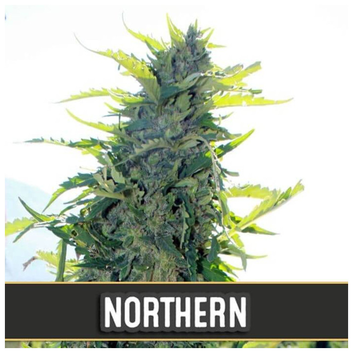Kabrales Auto (Blimburn Seeds)
