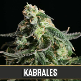 Kabrales Auto (Blimburn Seeds)