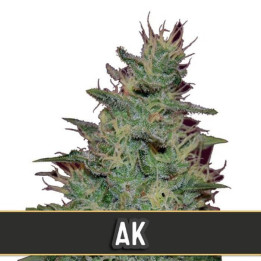 AK Auto (Blimburn Seeds)