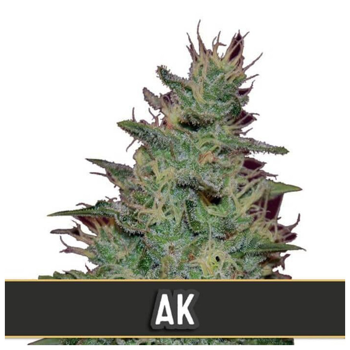 AK Auto (Blimburn Seeds)