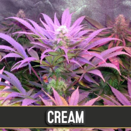 AK Auto (Blimburn Seeds)