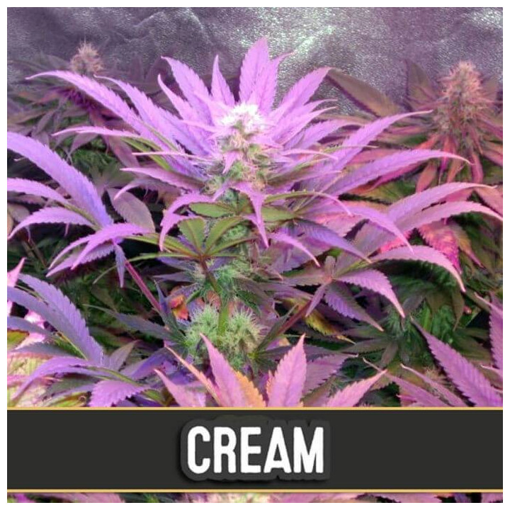 AK Auto (Blimburn Seeds)
