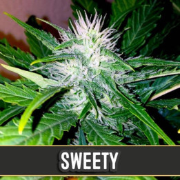 Cream Auto (Blimburn Seeds)