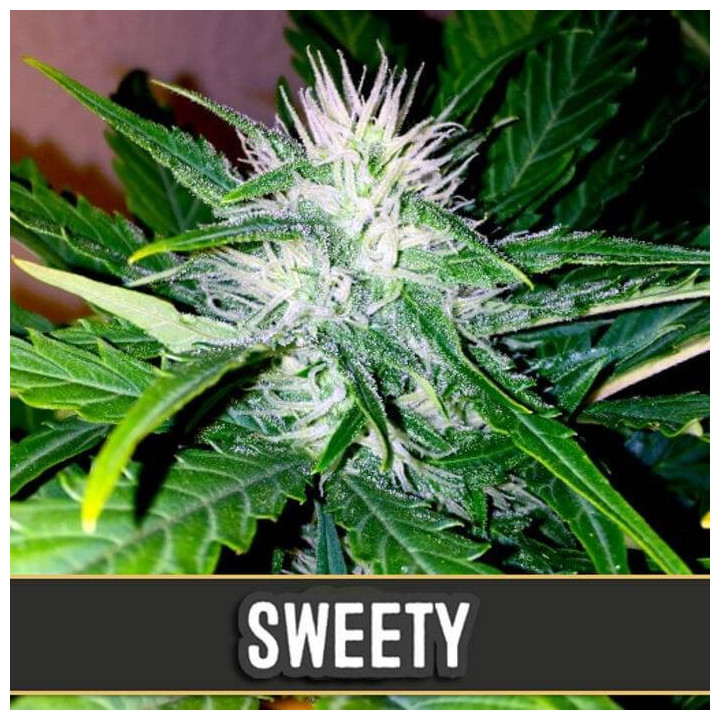 Cream Auto (Blimburn Seeds)