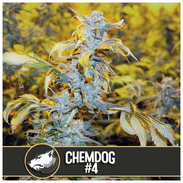 Chemdog 4 (Blimburn Seeds)