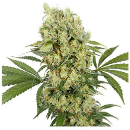 Morpheus (Buddha Seeds)