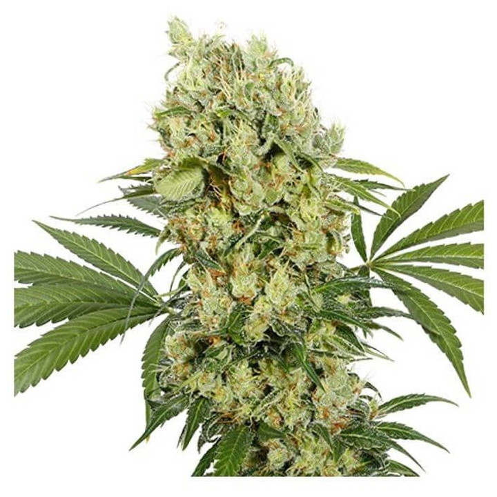 Morpheus (Buddha Seeds)