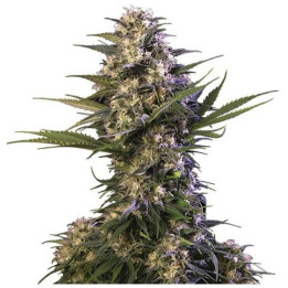Medikit (Buddha Seeds)