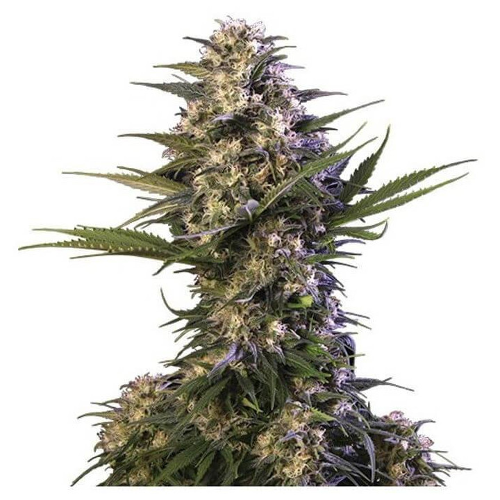 Medikit (Buddha Seeds)