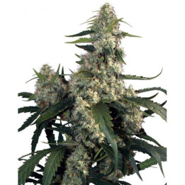 Kraken (Buddha Seeds)