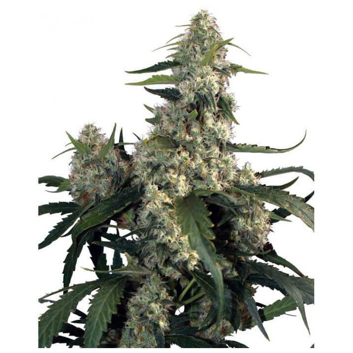 Kraken (Buddha Seeds)