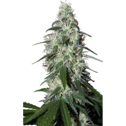 Pulsar (Buddha Seeds)