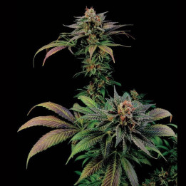 Blue Widow (Dinafem)