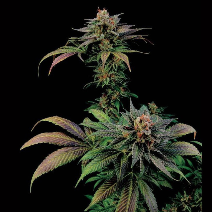 Blue Widow (Dinafem)