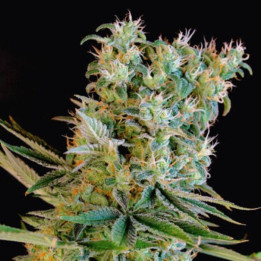 Amnesia Bilbo (Genehtik)