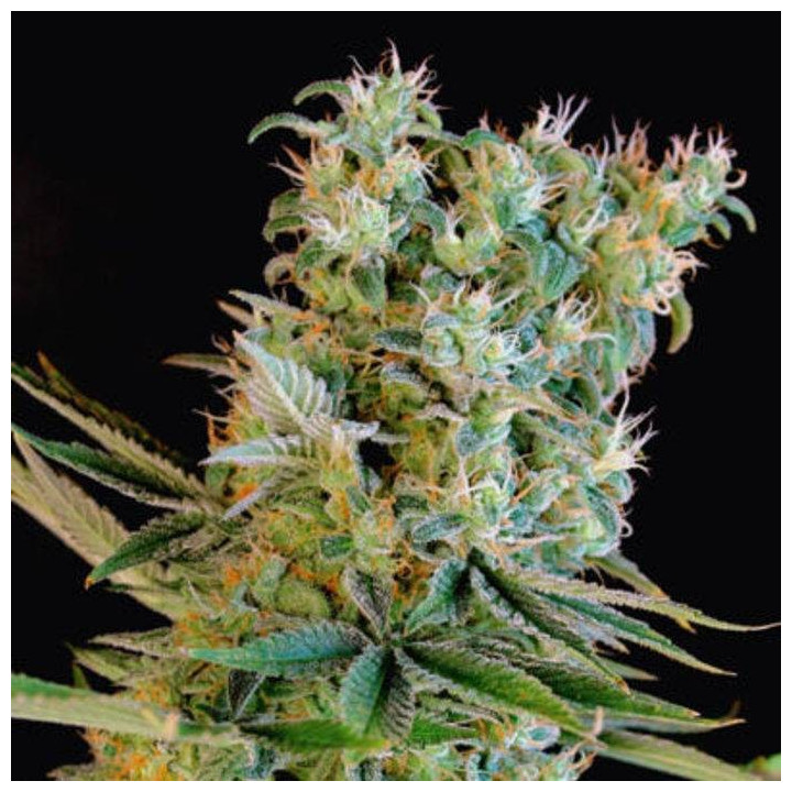 Amnesia Bilbo (Genehtik)