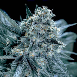 Amnesia Bilbo (Genehtik)