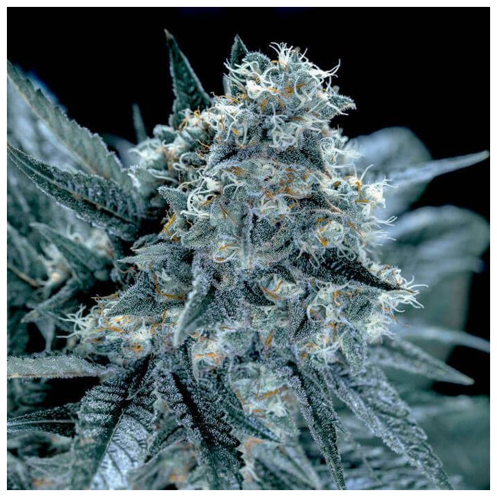 Amnesia Bilbo (Genehtik)